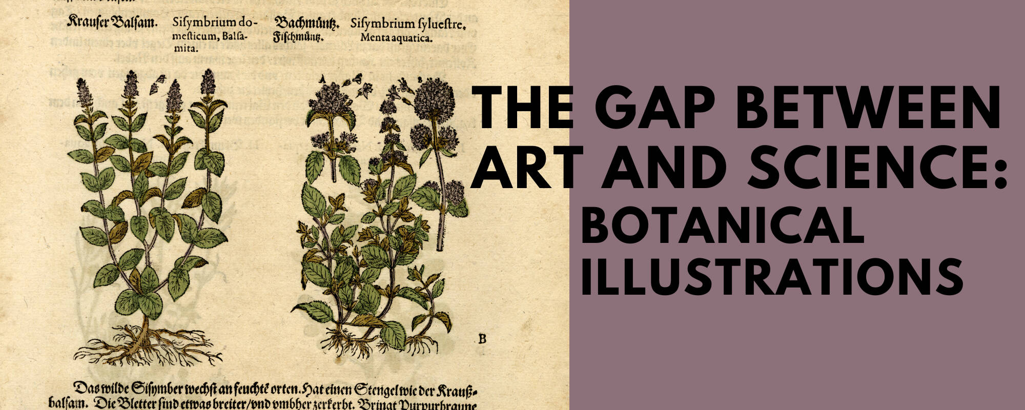 Title image for the blog "The Gap Between Art and Science Botanical Illustrations"